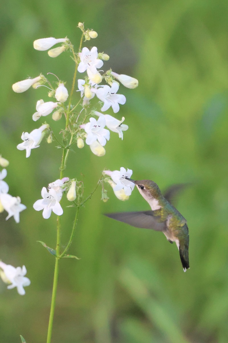 Ruby-throated Hummingbird - Taylor Veach