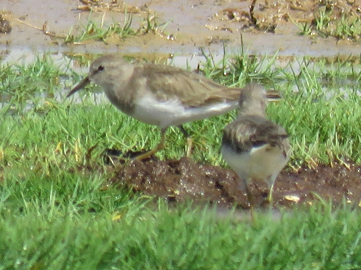 Temminck's Stint - ML619483148