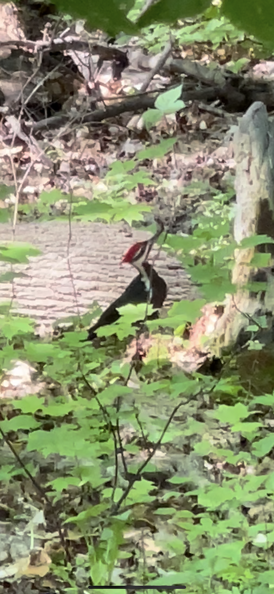 Pileated Woodpecker - ML619483155