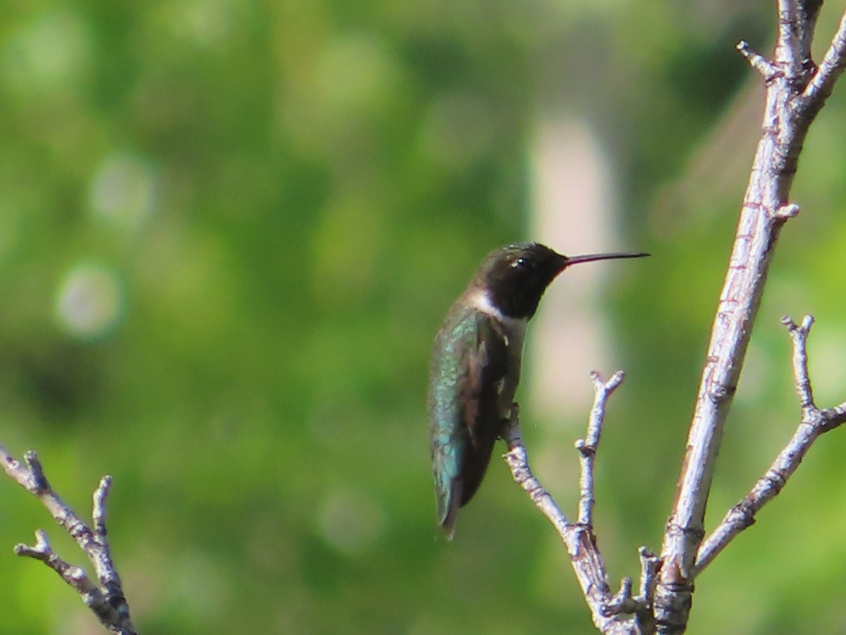 Black-chinned Hummingbird - ML619483158