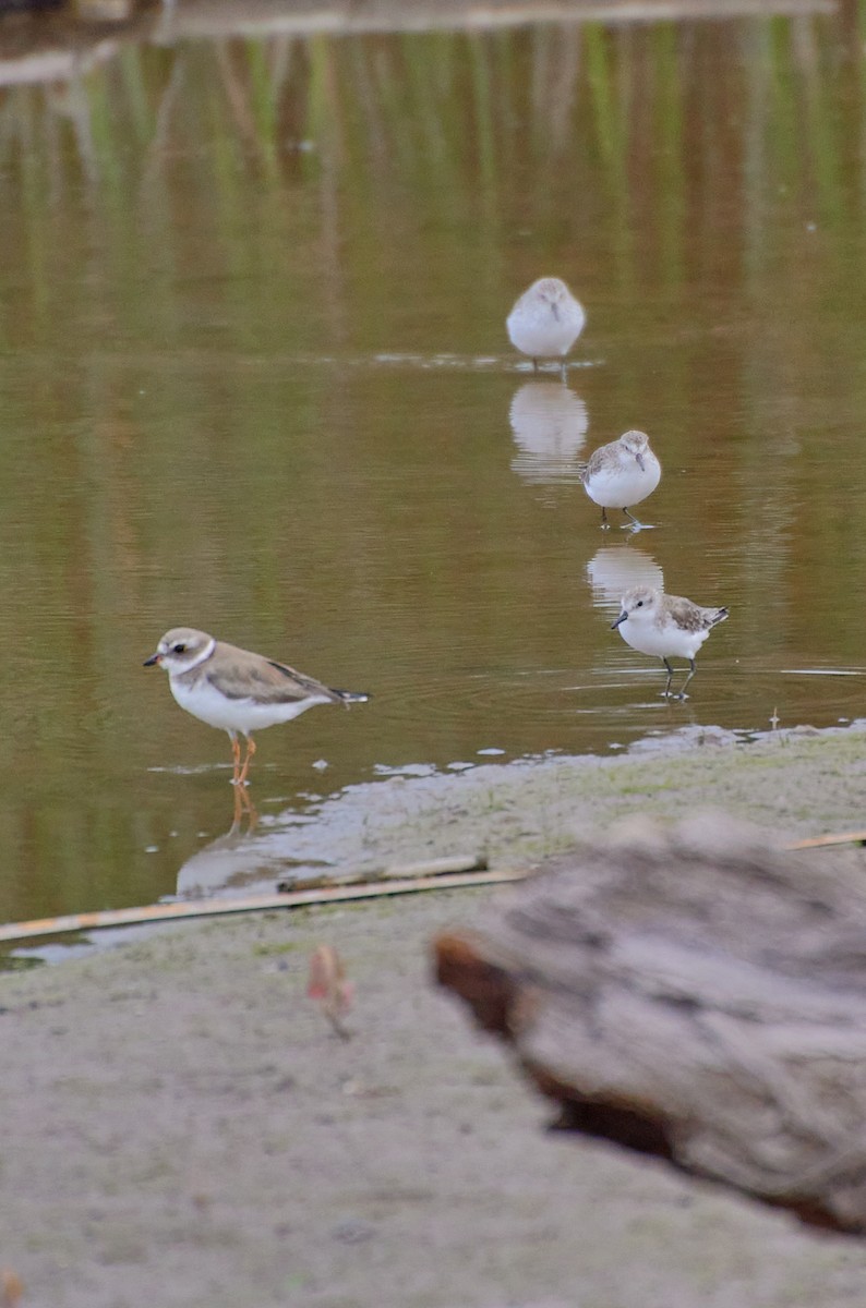 Semipalmated Plover - ML619483163