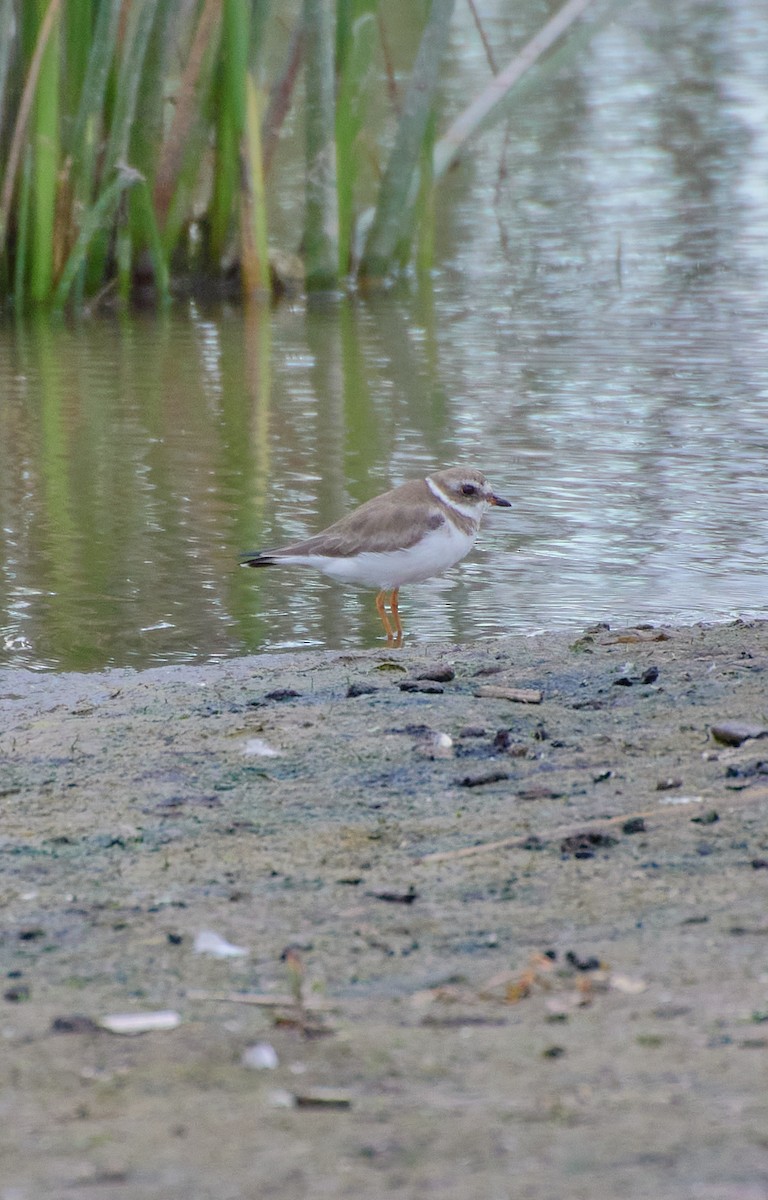 Semipalmated Plover - ML619483164