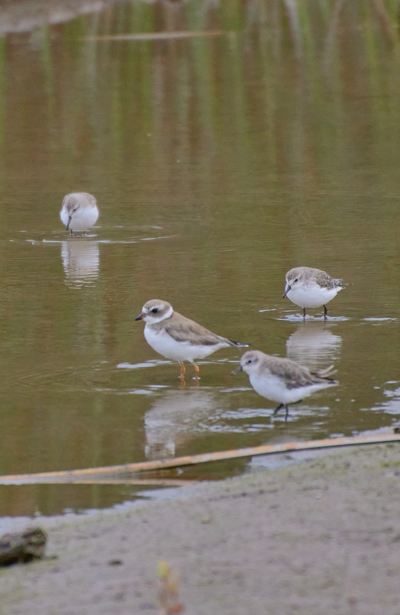 Semipalmated Plover - ML619483165