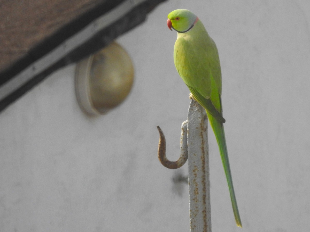 Rose-ringed Parakeet - Carlos Crocce