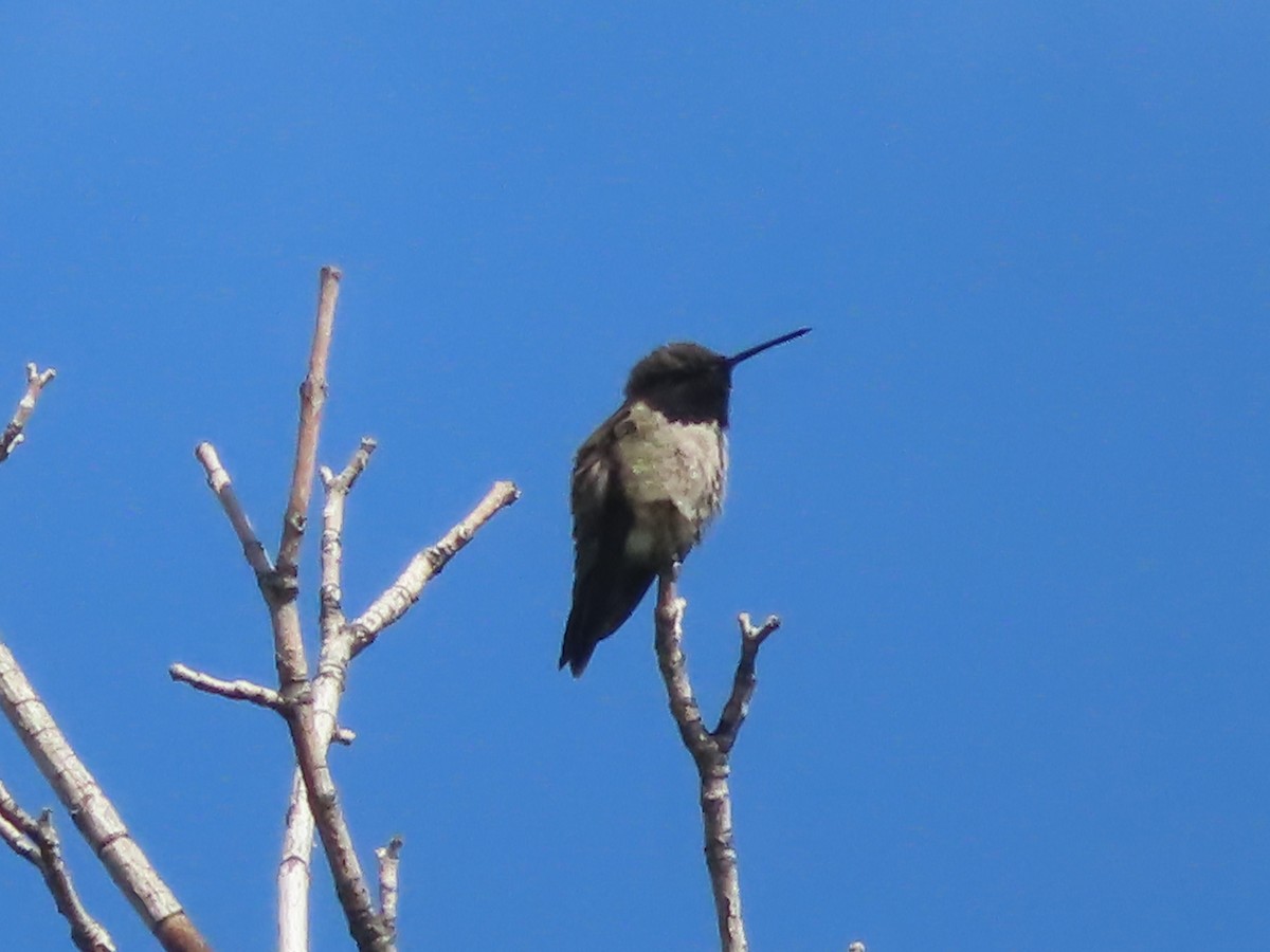 Black-chinned Hummingbird - ML619483170