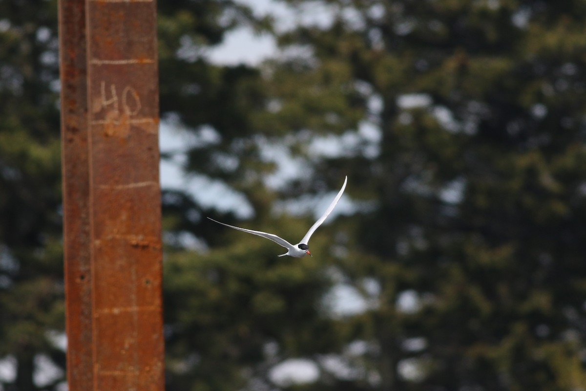 Common Tern - ML619483173