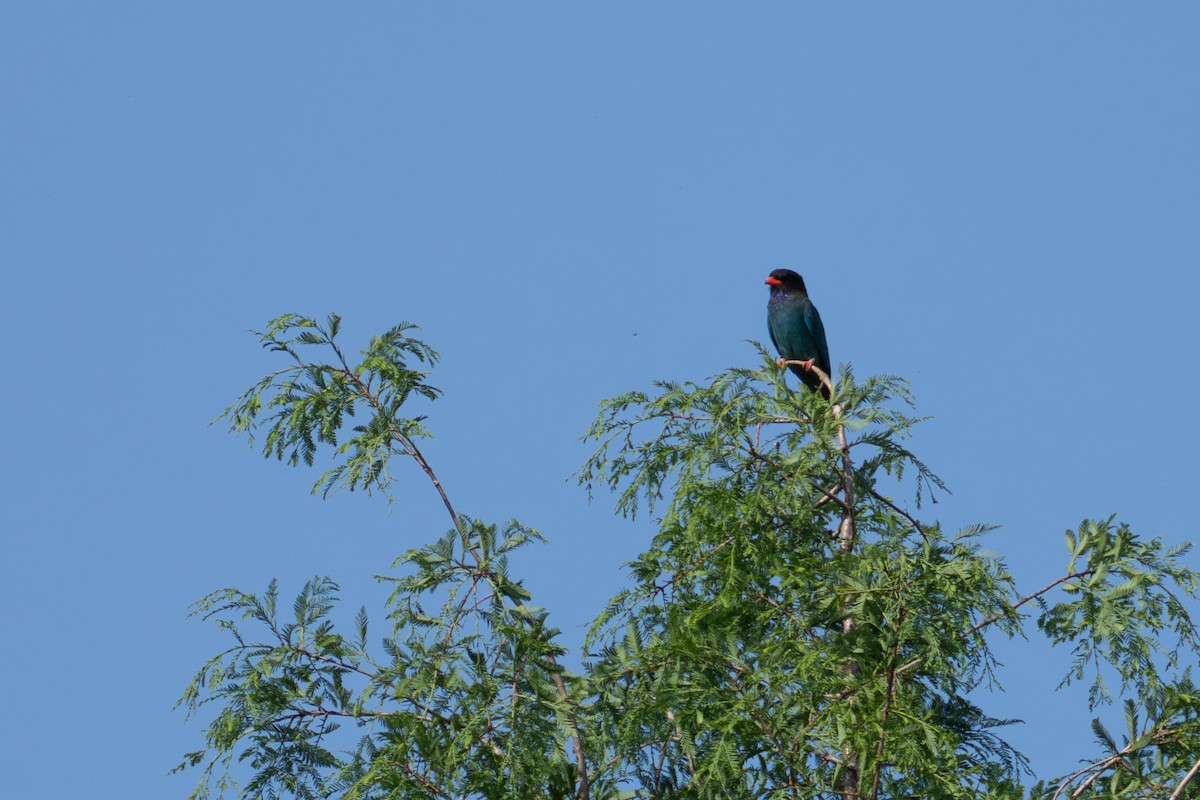 Dollarbird - ML619483177