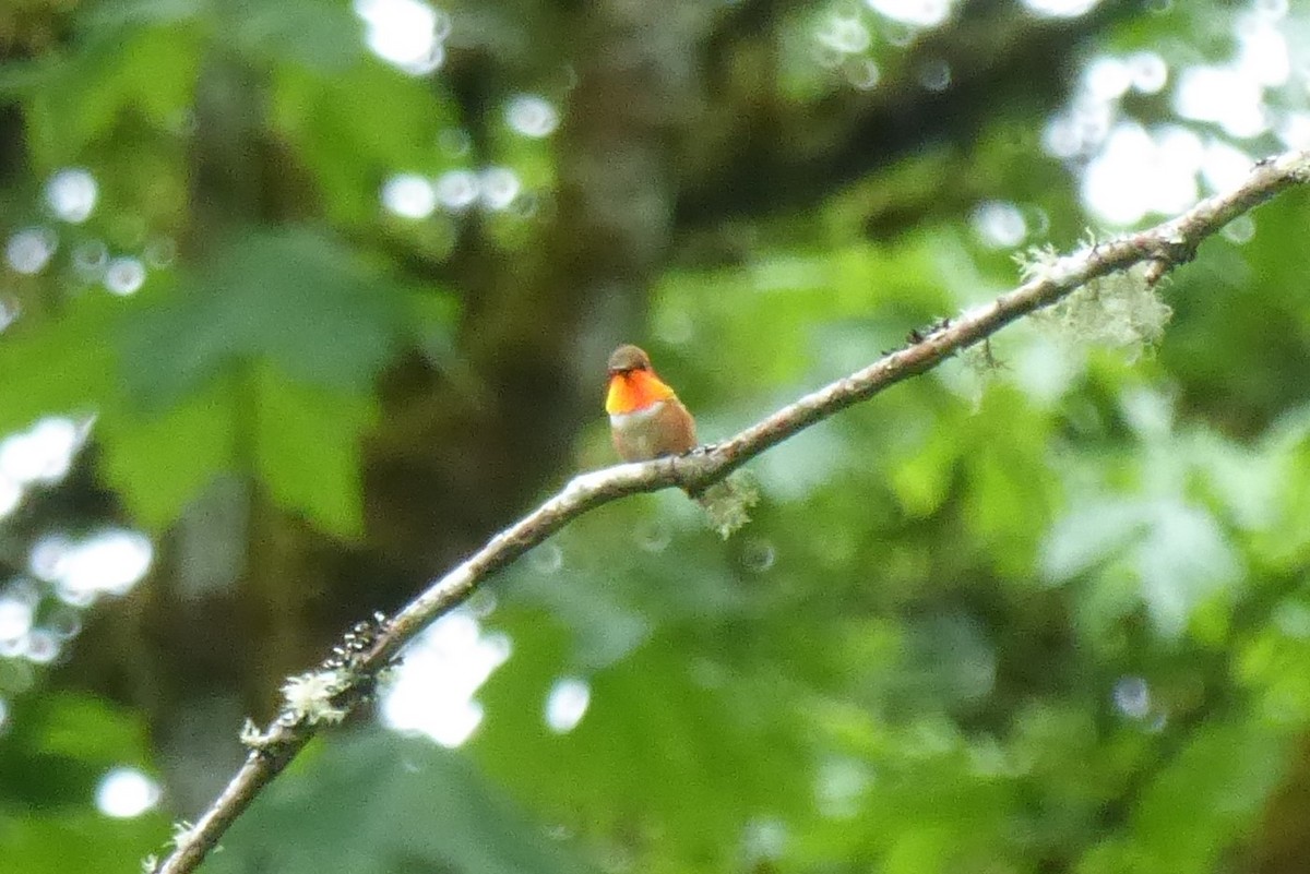 Rufous Hummingbird - Lane Epps