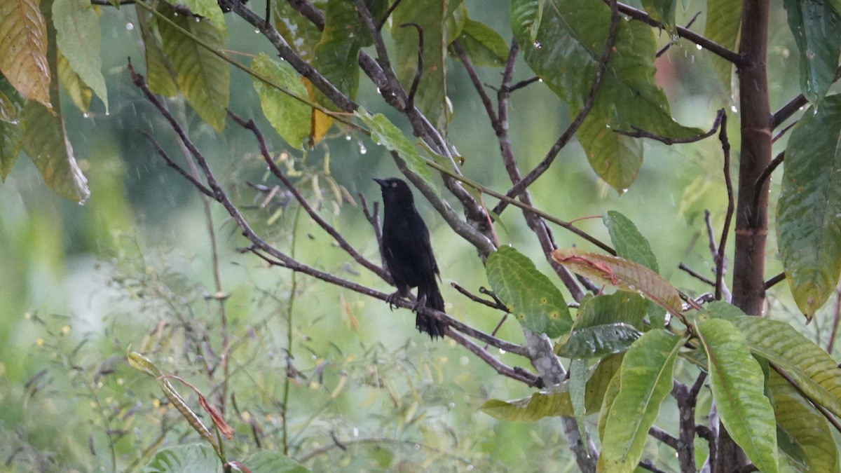 Pale-eyed Blackbird - ML619483189