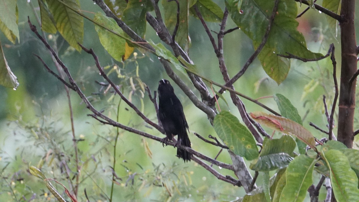 Pale-eyed Blackbird - ML619483190