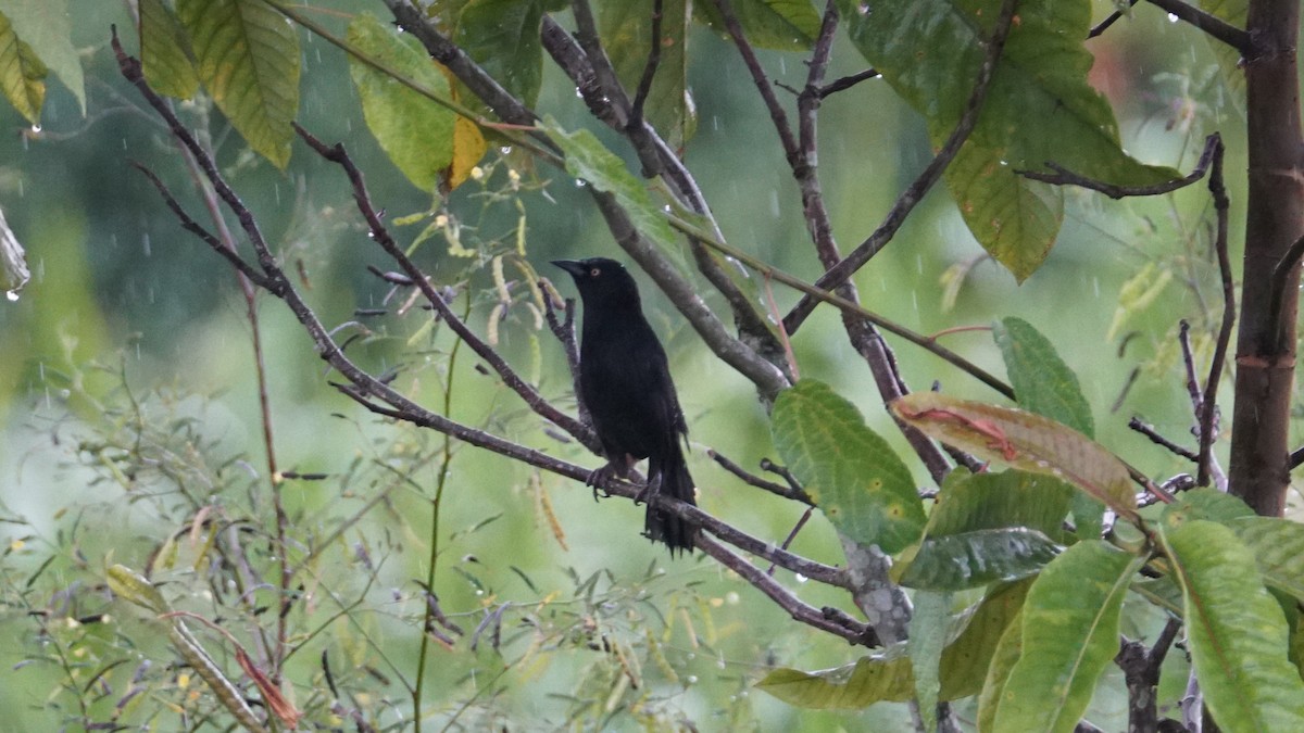 Pale-eyed Blackbird - ML619483191