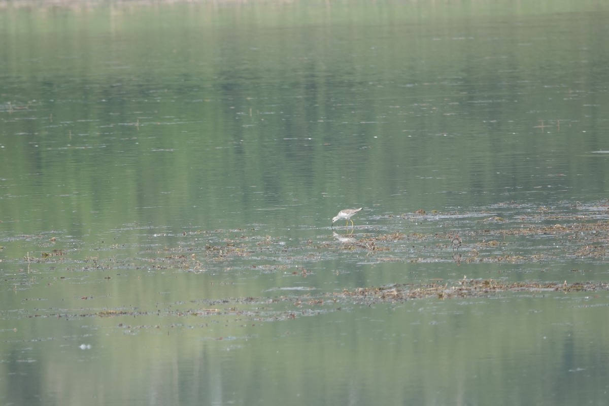 Marsh Sandpiper - Fei Sha