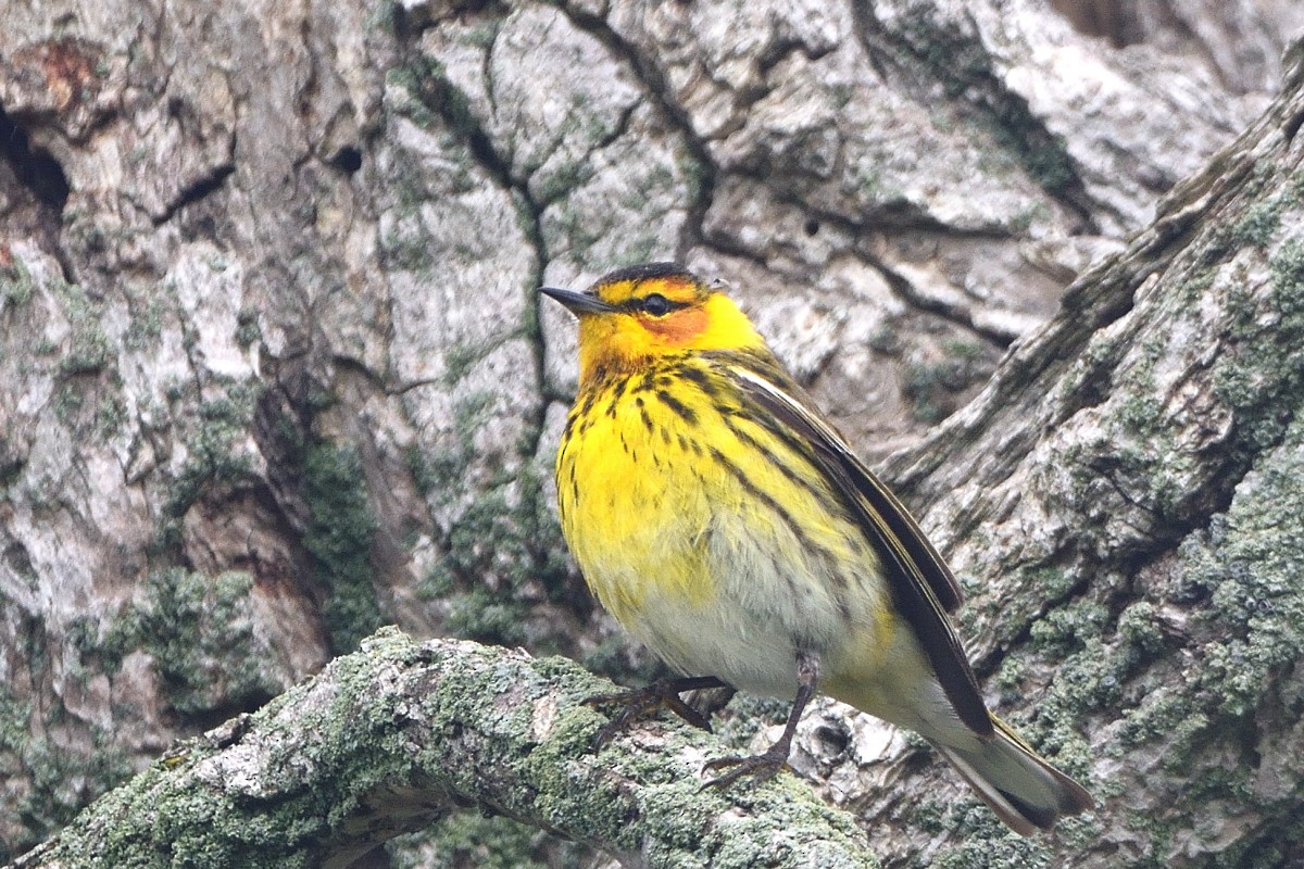 Cape May Warbler - Richard Guillet