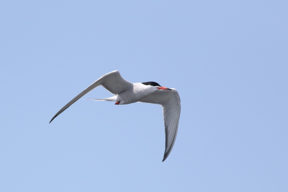 Common Tern - Lily Morello
