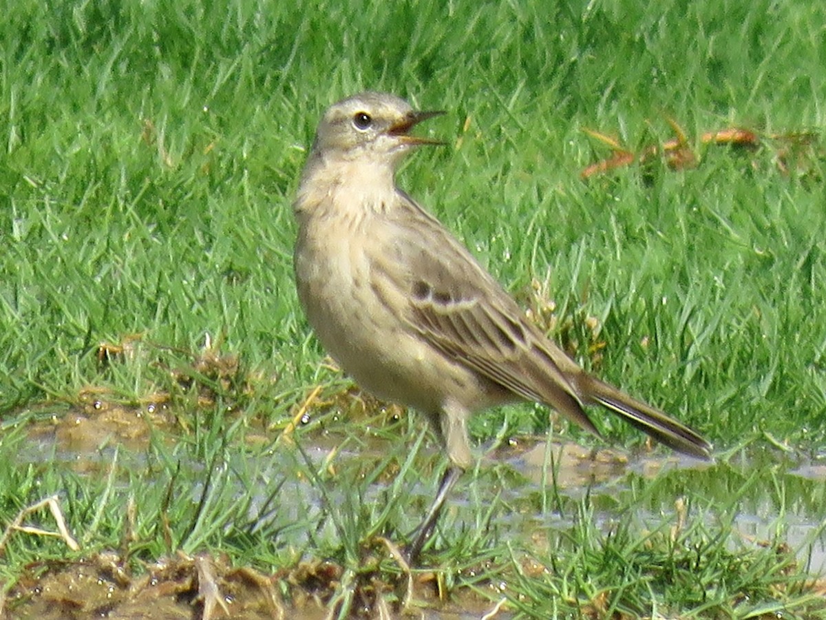 Water Pipit (Caucasian) - Stephen Taylor