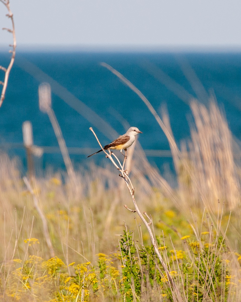 Scissor-tailed Flycatcher - ML619483233