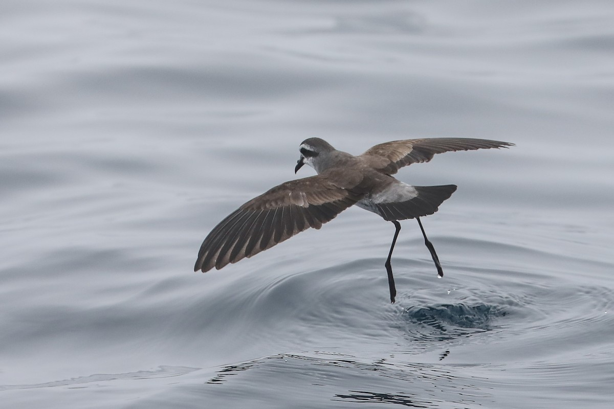 White-faced Storm-Petrel - Mike Edgecombe