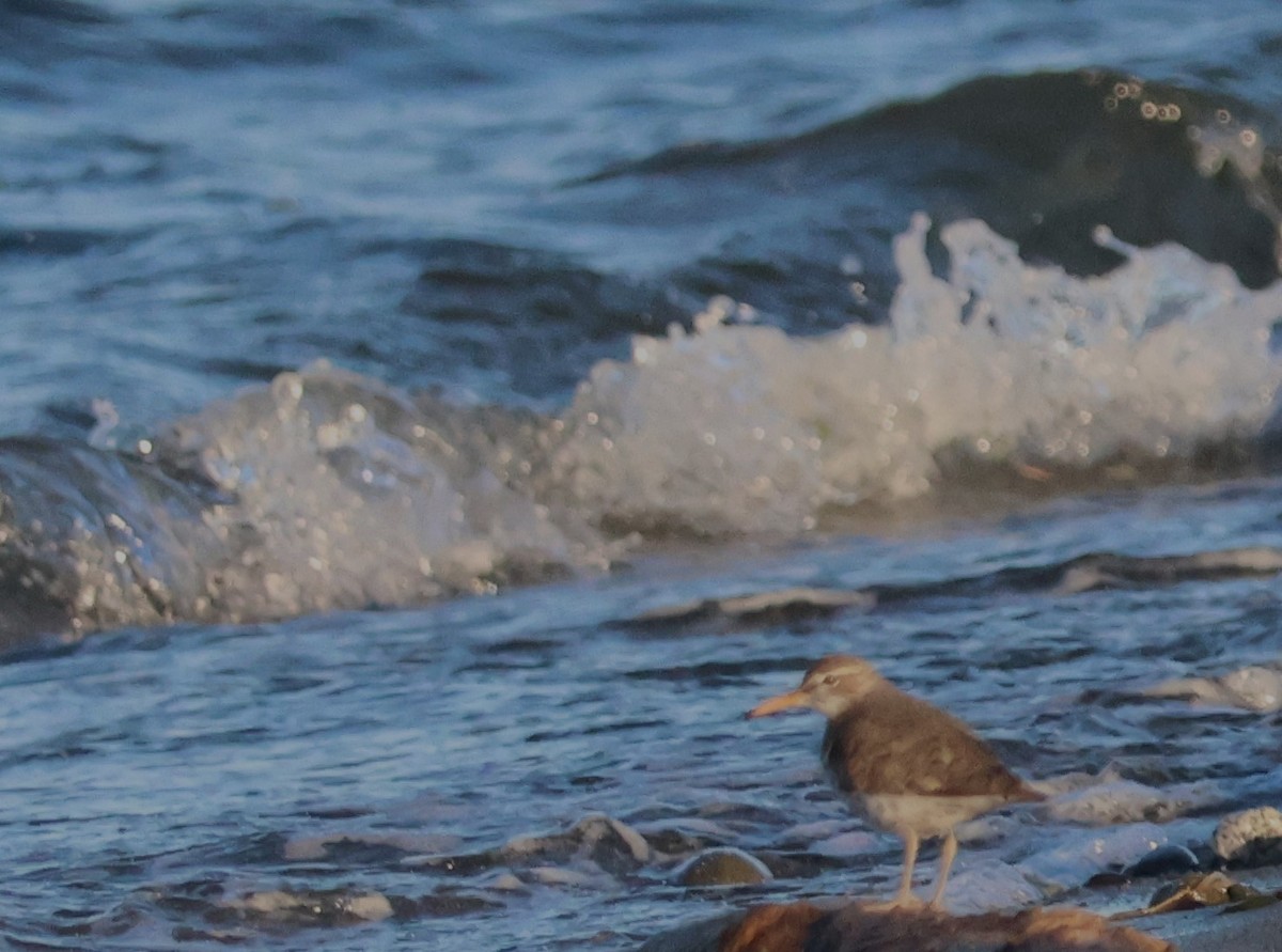 Spotted Sandpiper - Walter Thorne