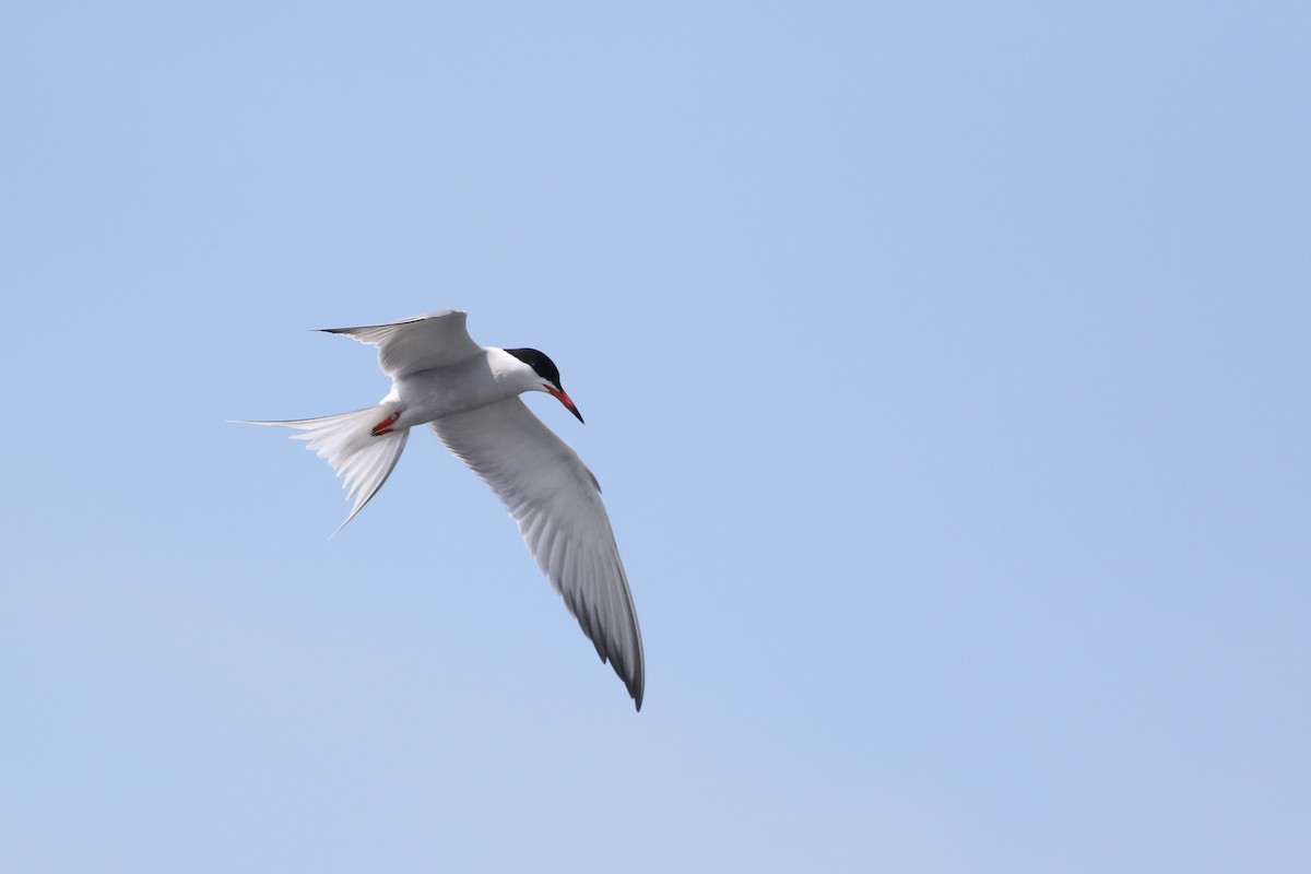 Common Tern - Lily Morello