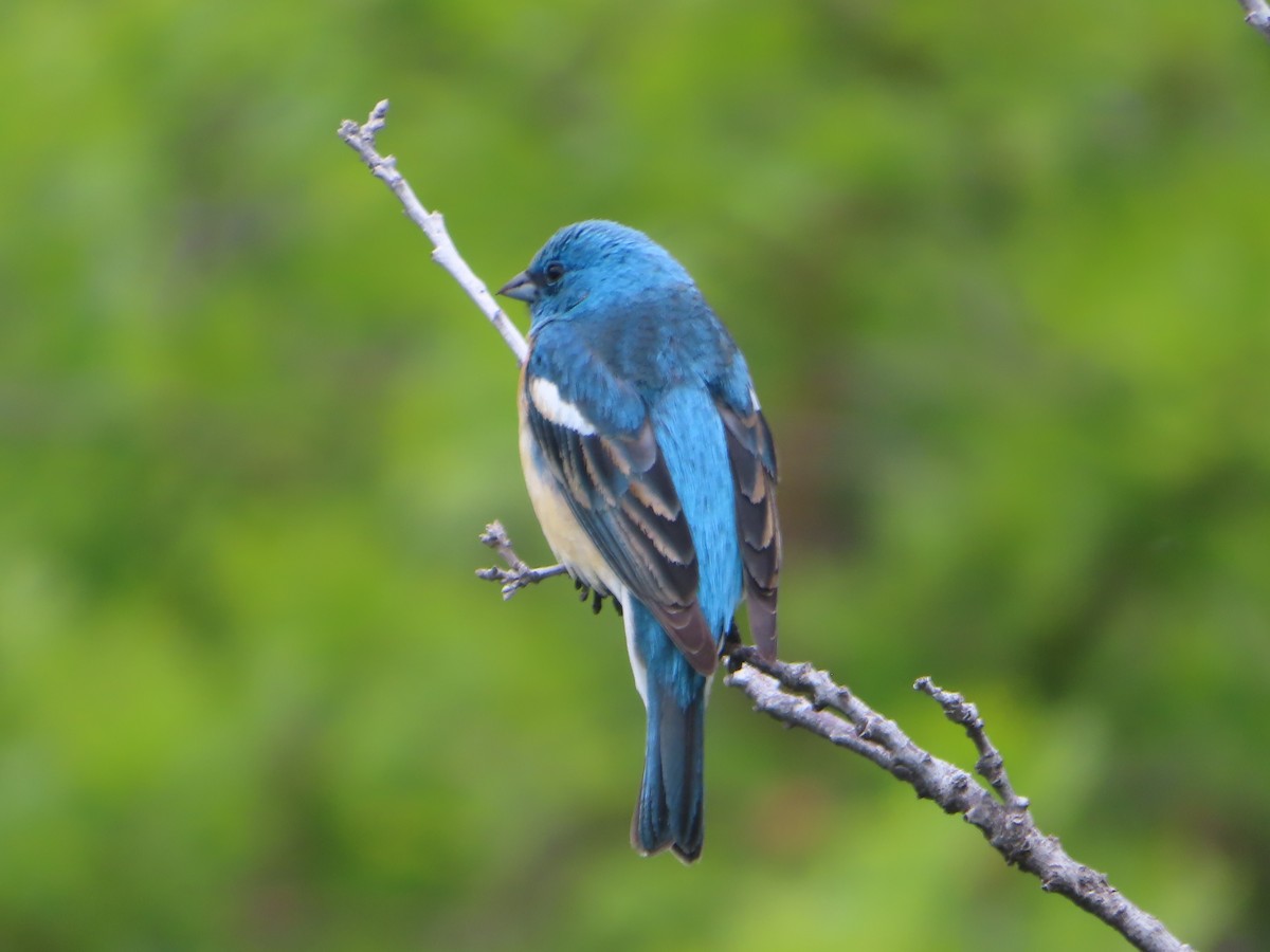 Lazuli Bunting - J.A. Jensen