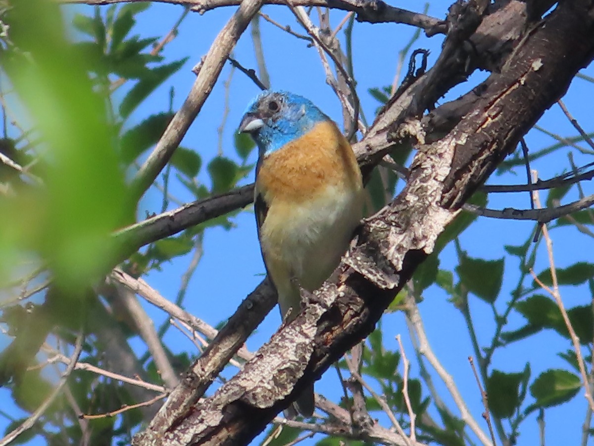 Lazuli Bunting - J.A. Jensen