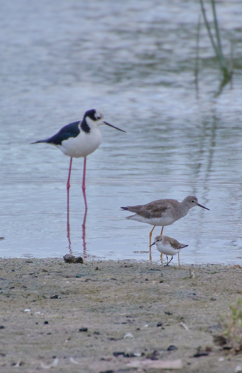 Lesser Yellowlegs - Angélica  Abarca