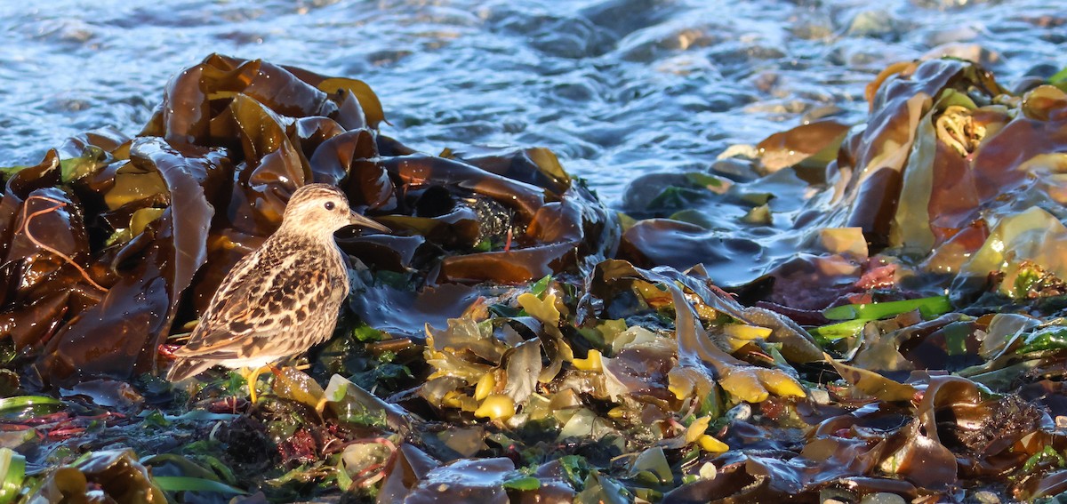 Least Sandpiper - Walter Thorne