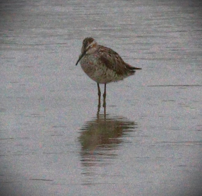 Stilt Sandpiper - Gigi DelPizzo