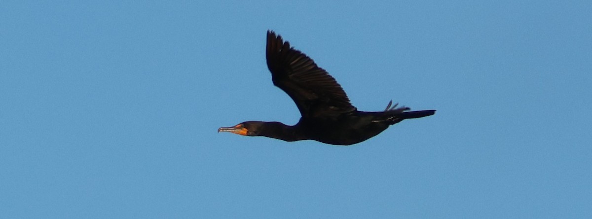 Double-crested Cormorant - Walter Thorne