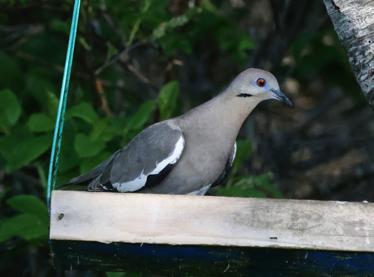 White-winged Dove - ML619483271