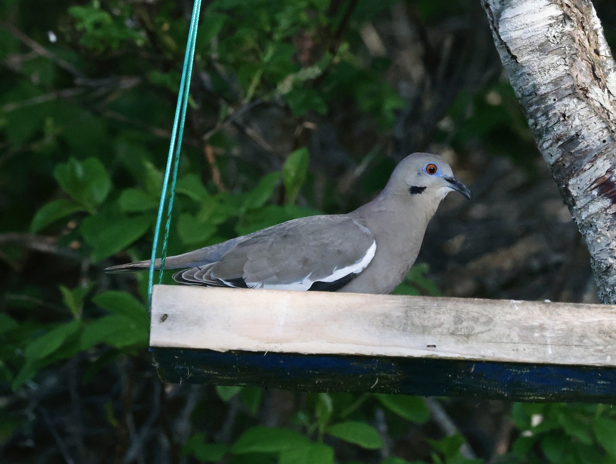 White-winged Dove - ML619483272