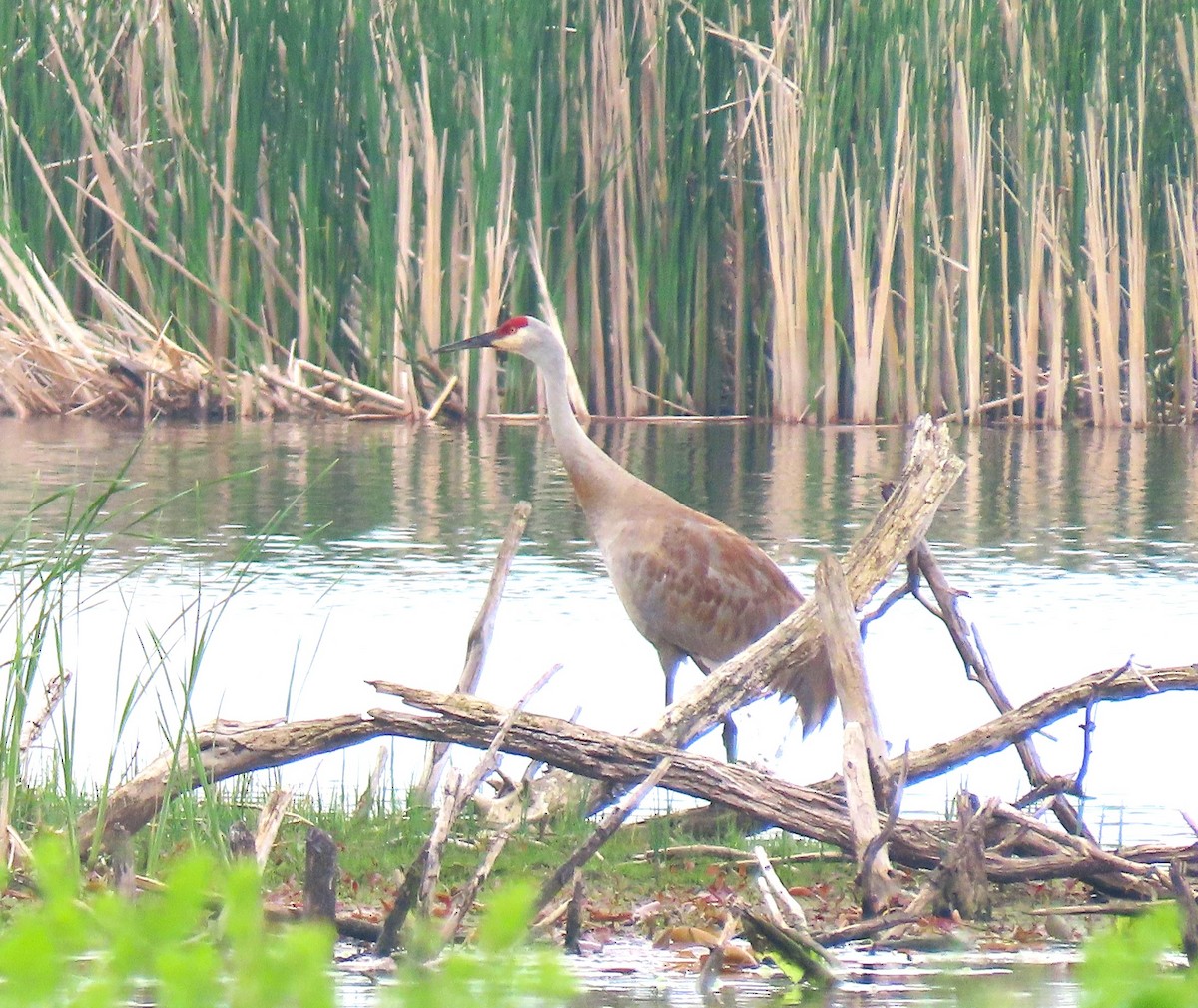 Sandhill Crane - Bonnie McKenzie