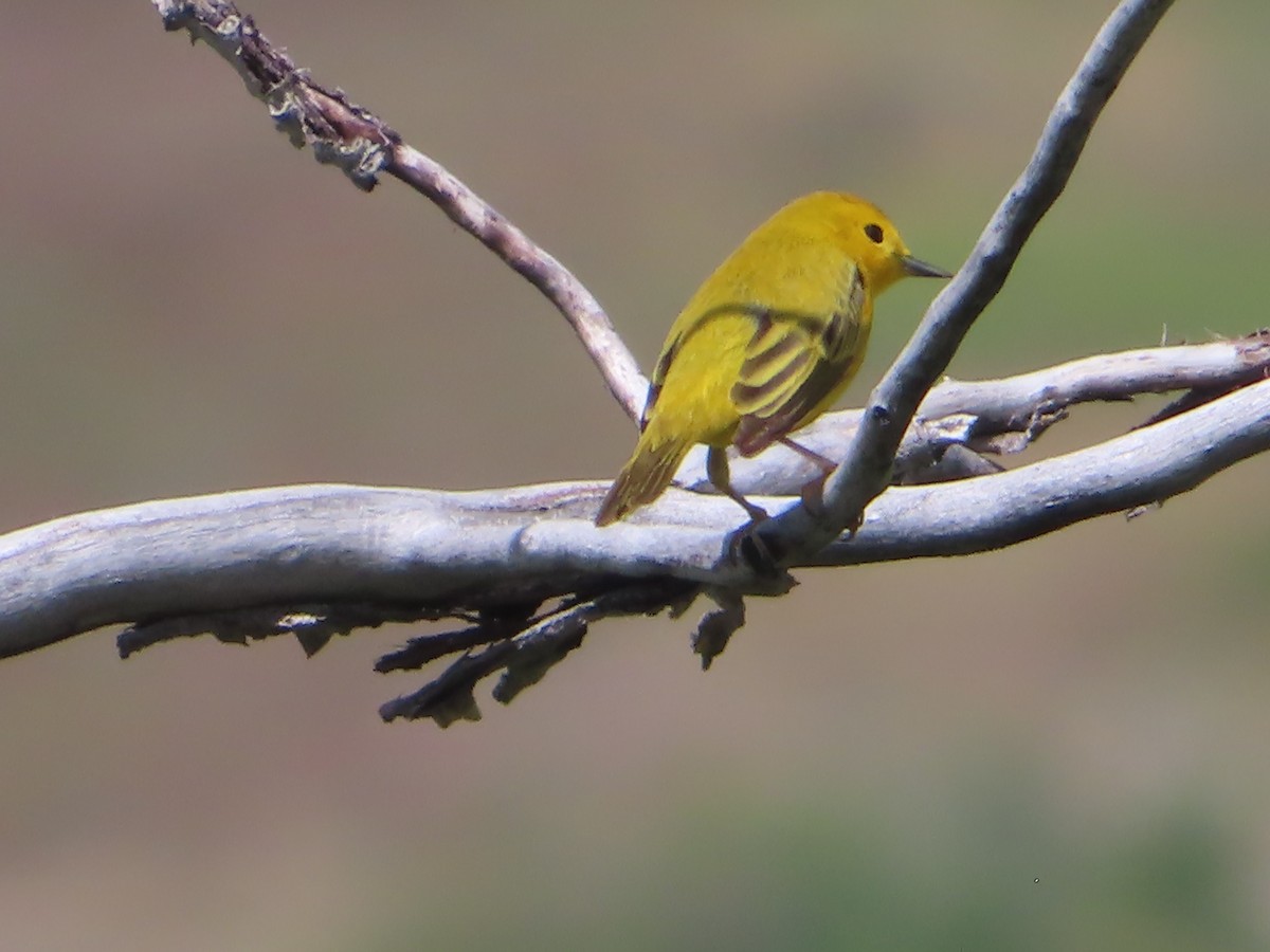 Yellow Warbler - J.A. Jensen