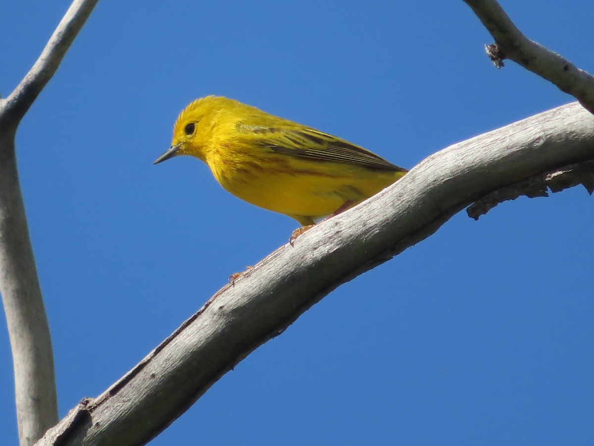 Yellow Warbler - J.A. Jensen