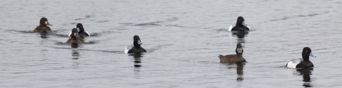 Greater Scaup - Edith Holden