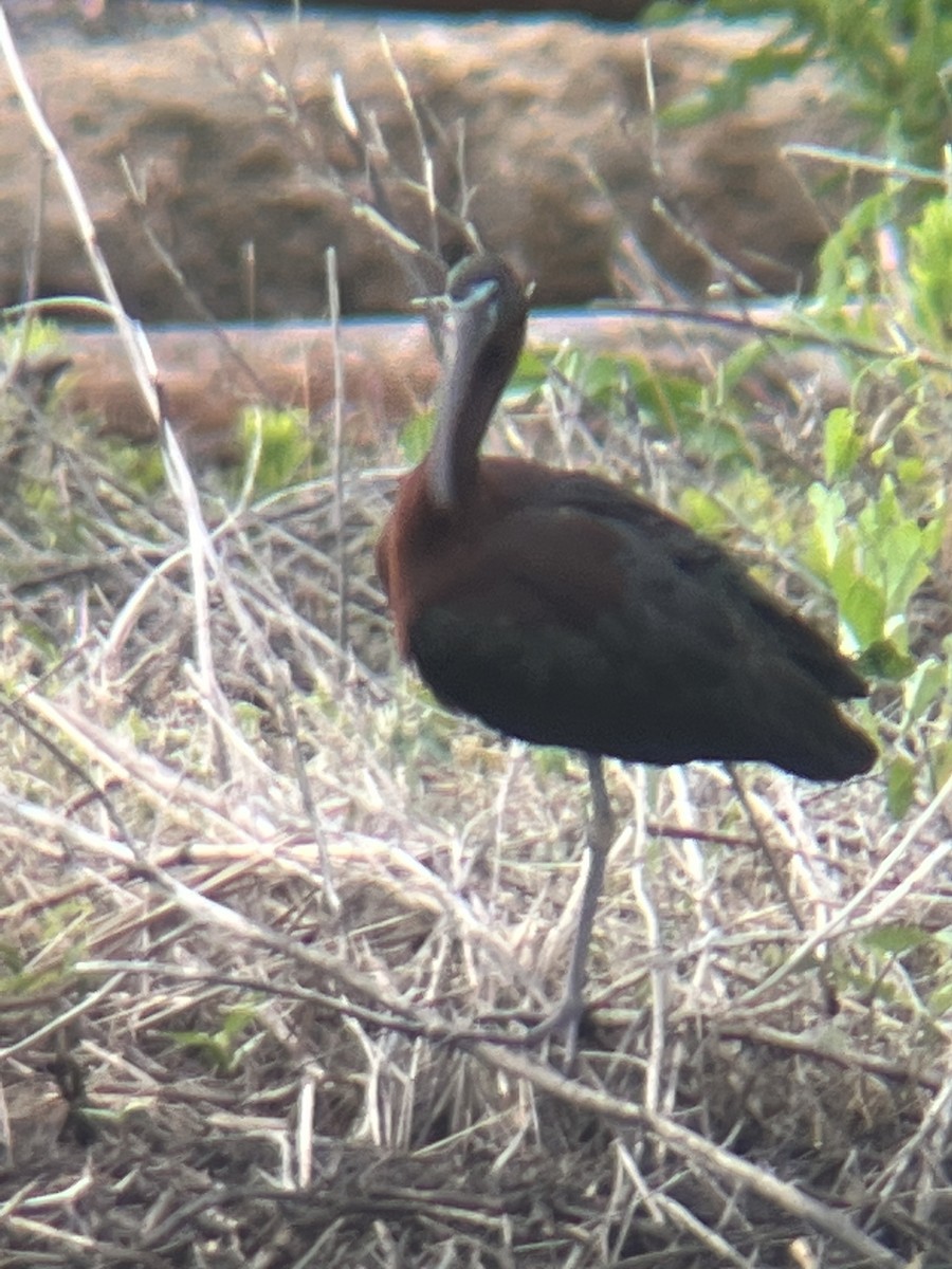 Glossy Ibis - ML619483289