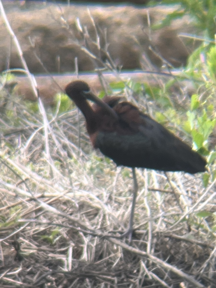 Glossy Ibis - ML619483292