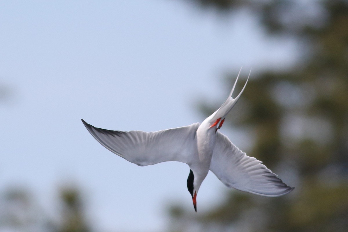 Common Tern - Lily Morello