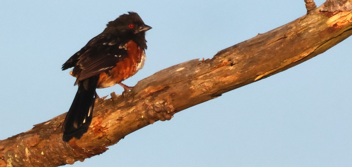 Spotted Towhee - Walter Thorne