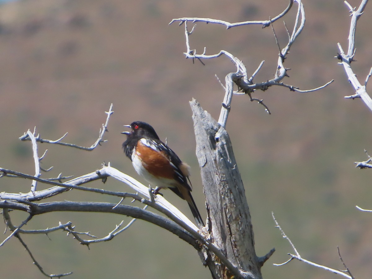 Spotted Towhee - J.A. Jensen