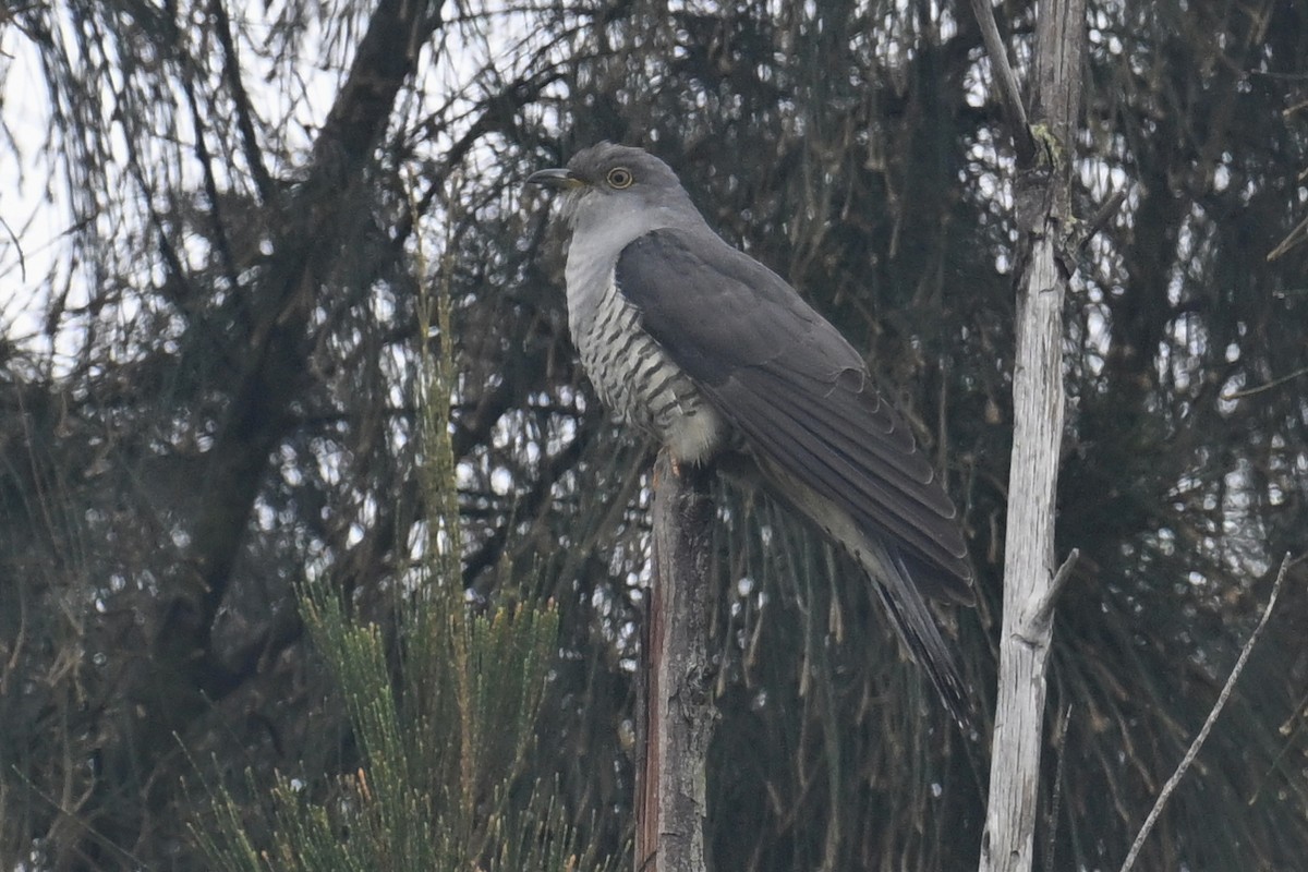 Oriental Cuckoo - Ting-Wei (廷維) HUNG (洪)