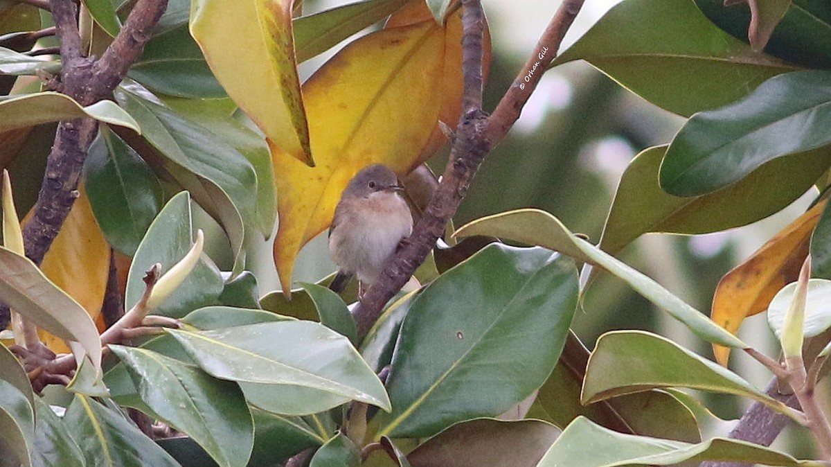 Eastern Subalpine Warbler - Orhan Gül