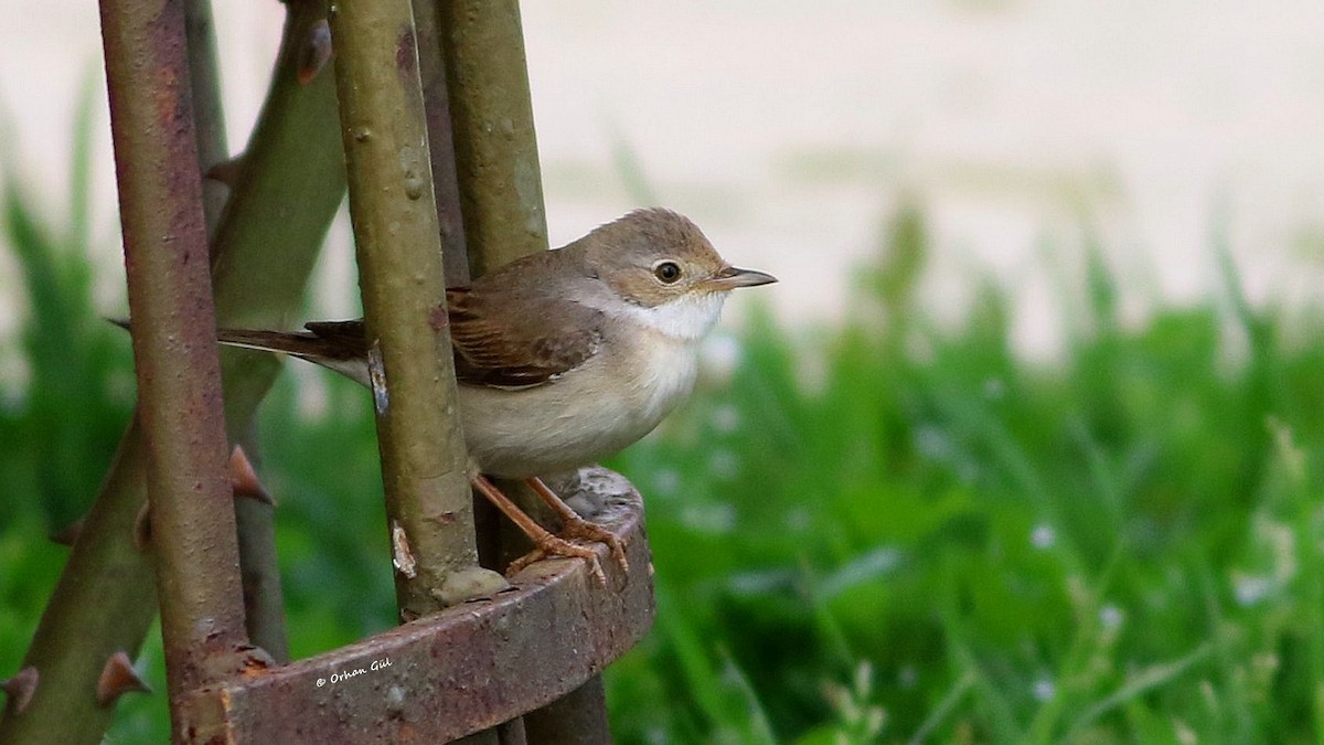 Greater Whitethroat - Orhan Gül