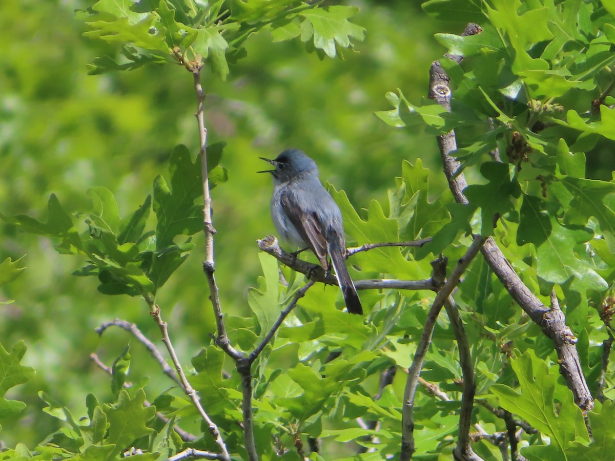 Blue-gray Gnatcatcher - J.A. Jensen