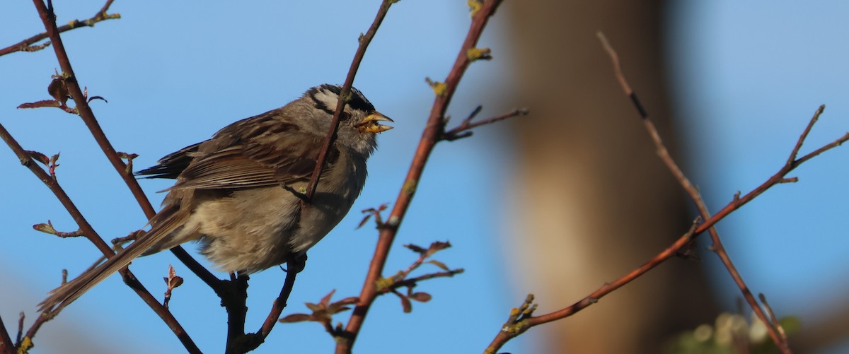 White-crowned Sparrow - ML619483314