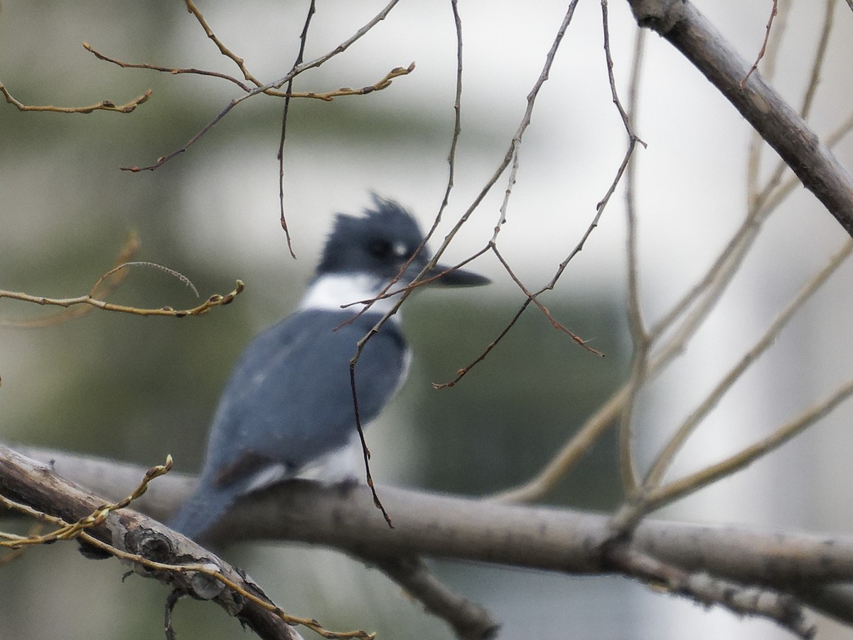 Belted Kingfisher - Edith Holden