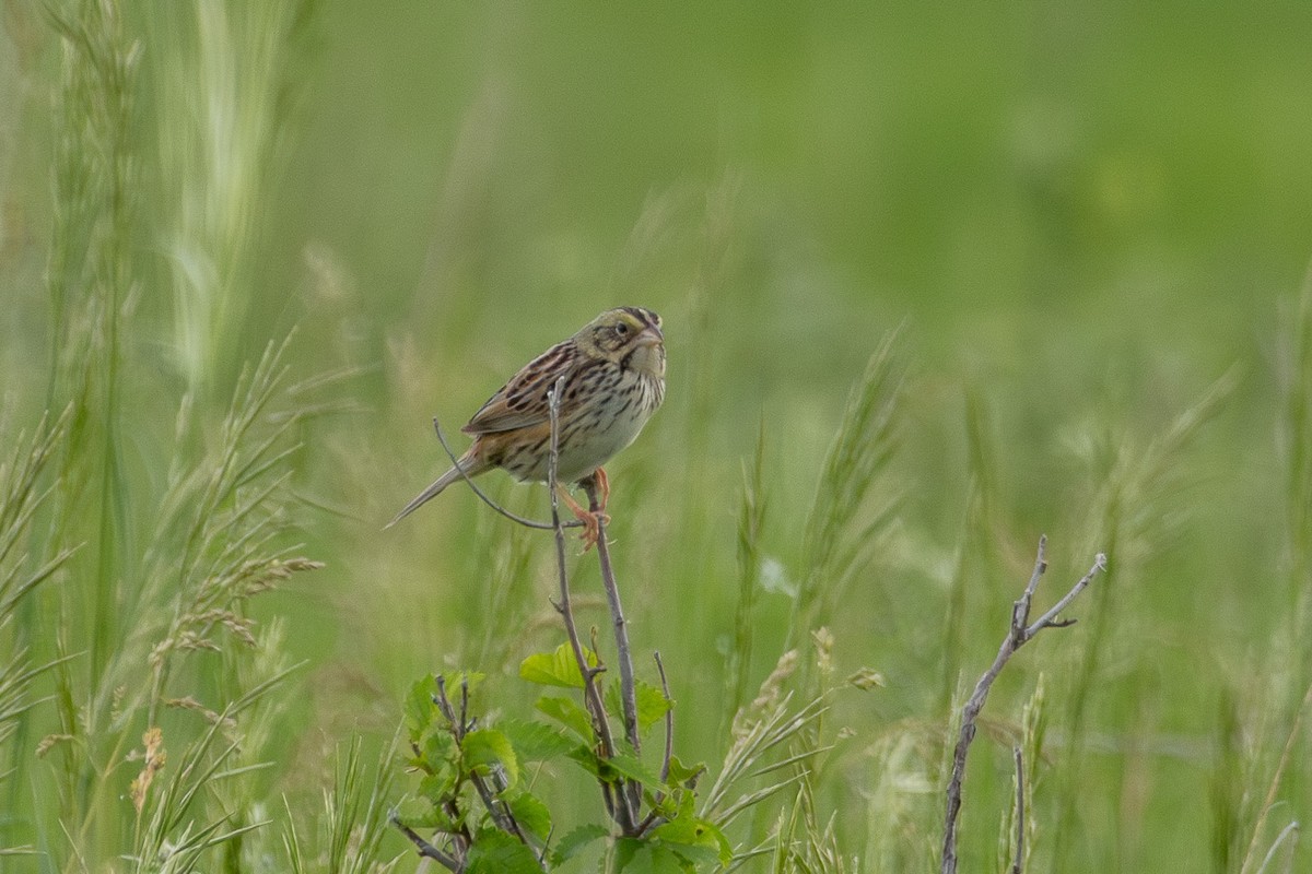 Henslow's Sparrow - Tobin Brown