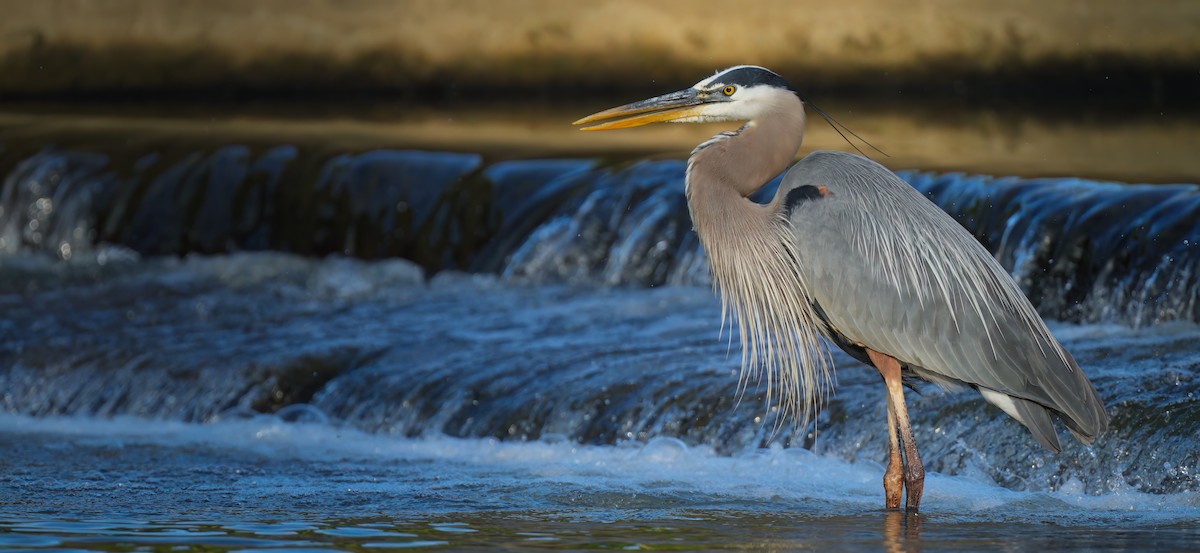 Great Blue Heron - Zachary Vaughan