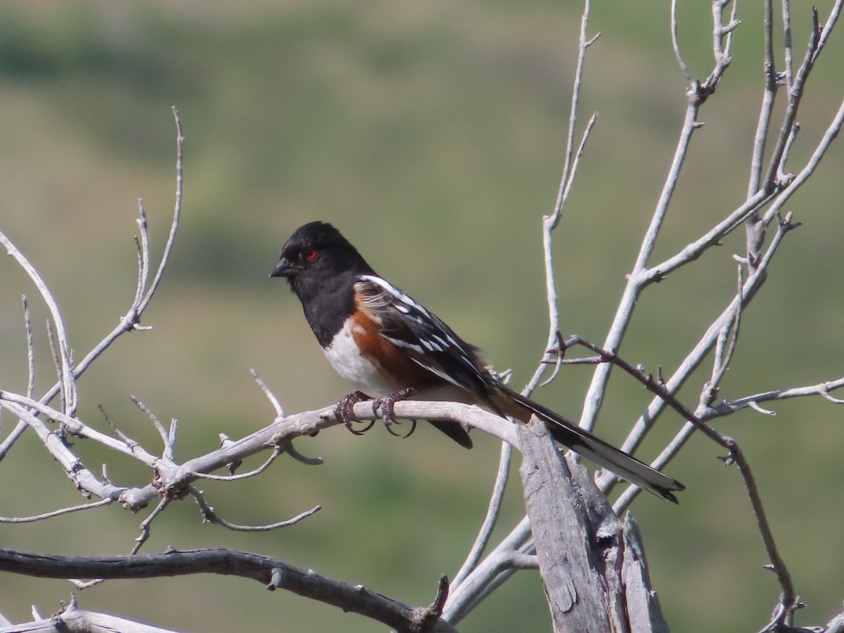 Spotted Towhee - J.A. Jensen