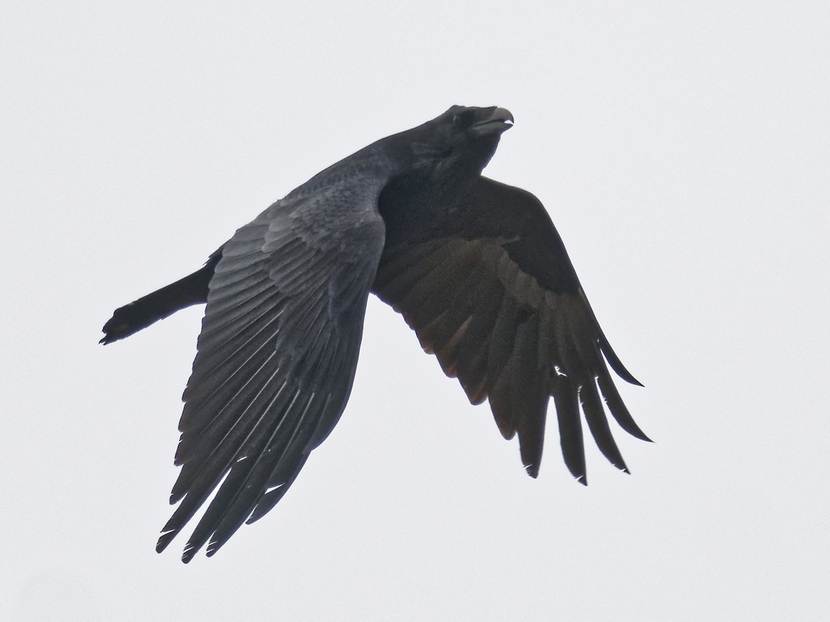Common Raven - Edith Holden